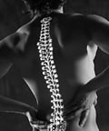 spinal cord 0