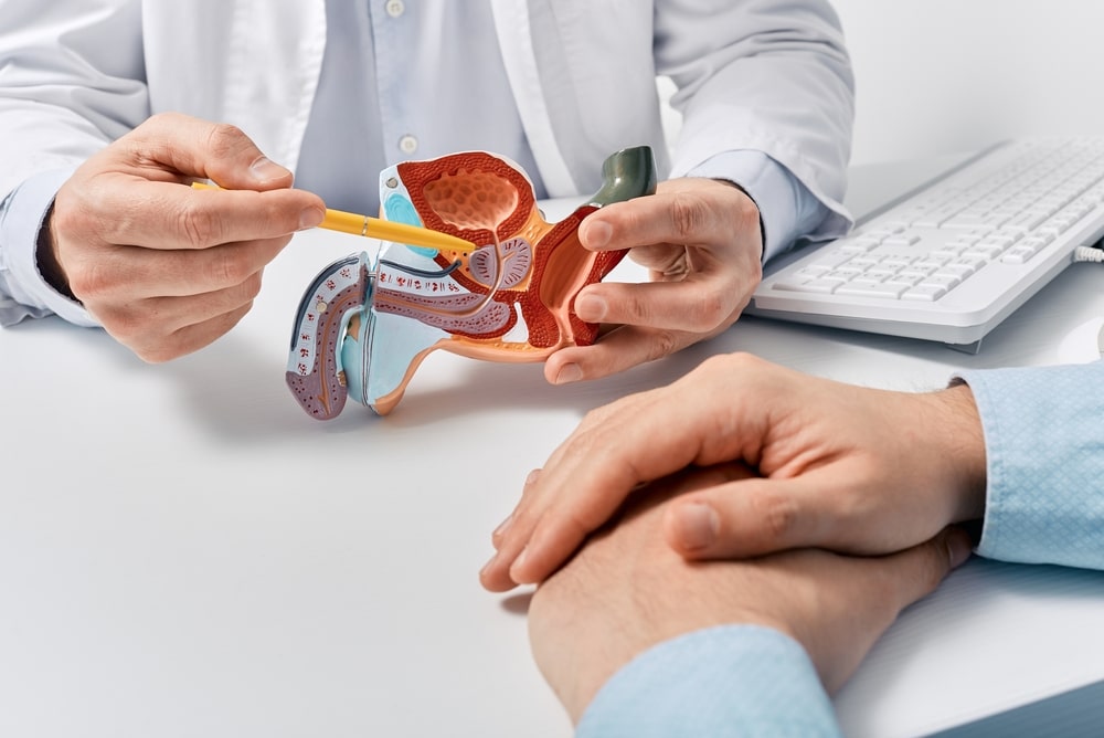 A doctor pointing to a model of the male reproductive system